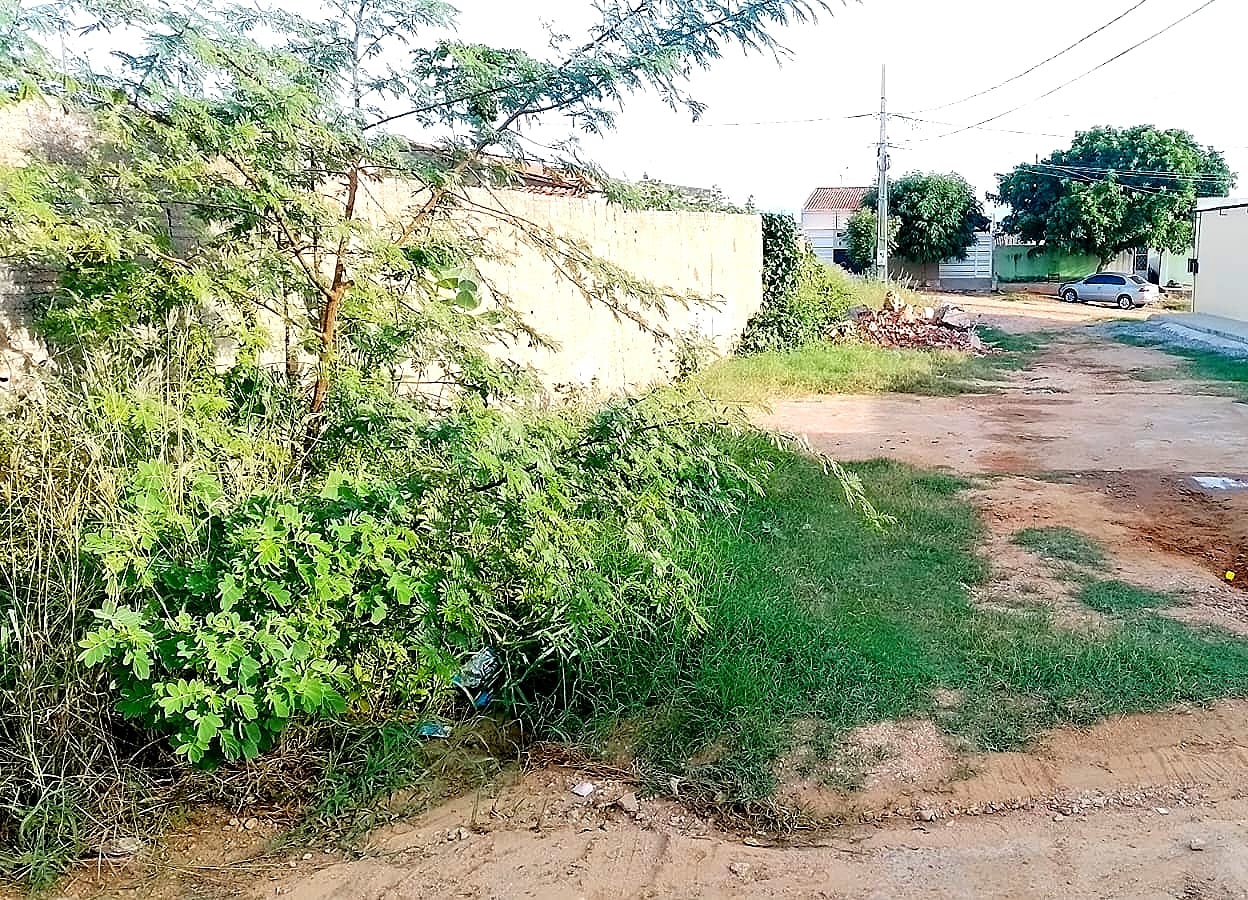 Moradores da Rua Antonio Torres, no Jardim Magnólia, cobram da Secretaria de Serviços Públicos retirada de algaroba, limpeza de mato e entulho; gestão diz que atenderá demanda