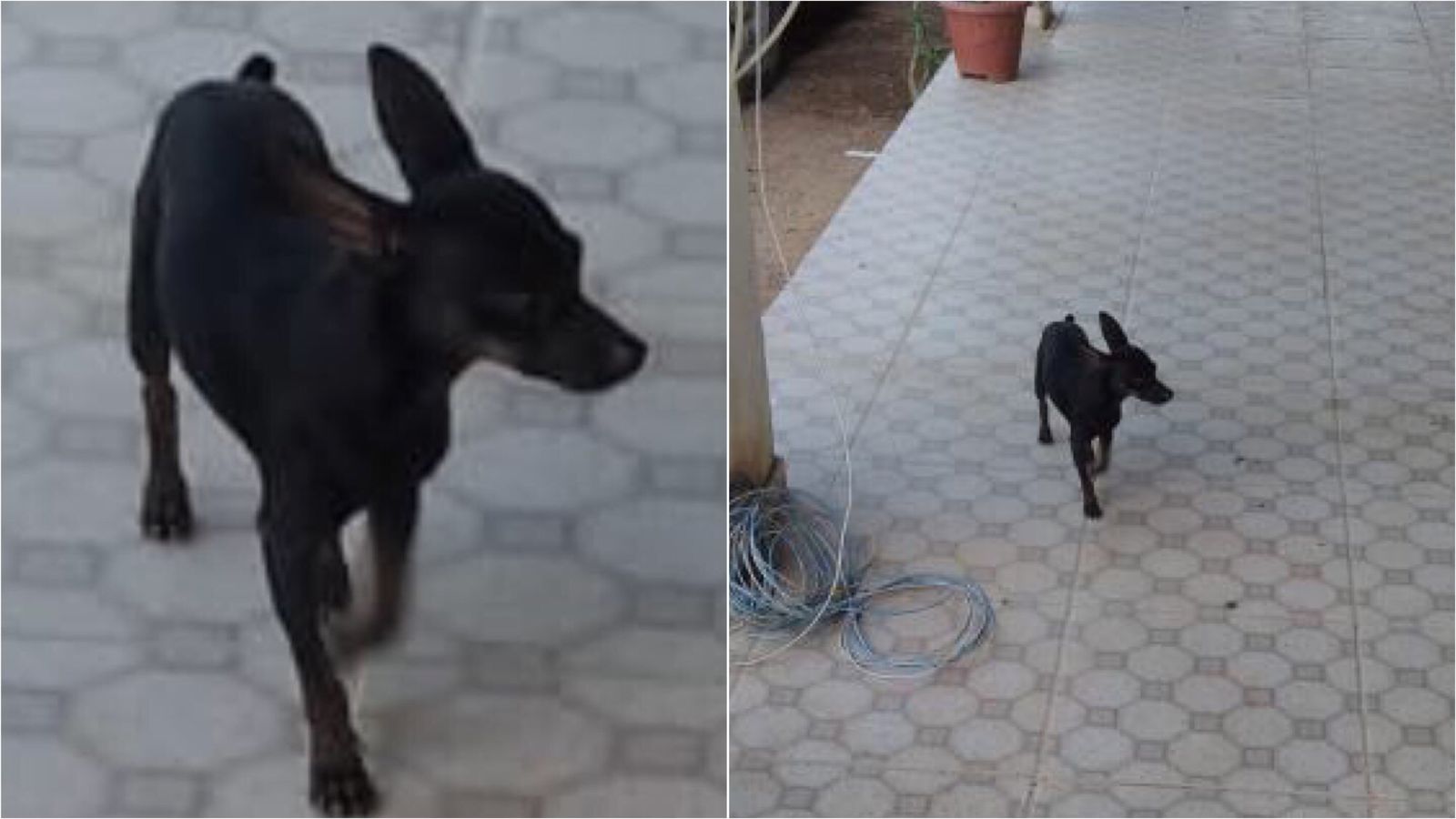 Pai procura cachorro de estimação da sua filha que desapareceu na noite de ontem em Patos