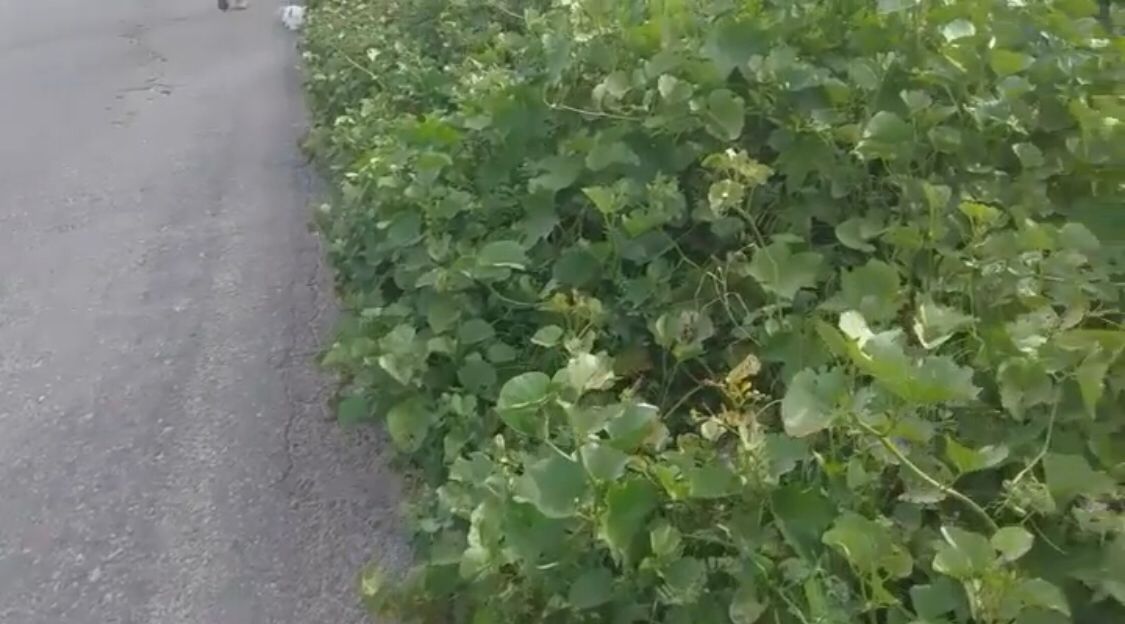 Internauta pede limpeza de mato às margens da PB-262, no Alto da Tubiba, que está prejudicando trajeto de crianças para a escola; DER diz que buscará solução