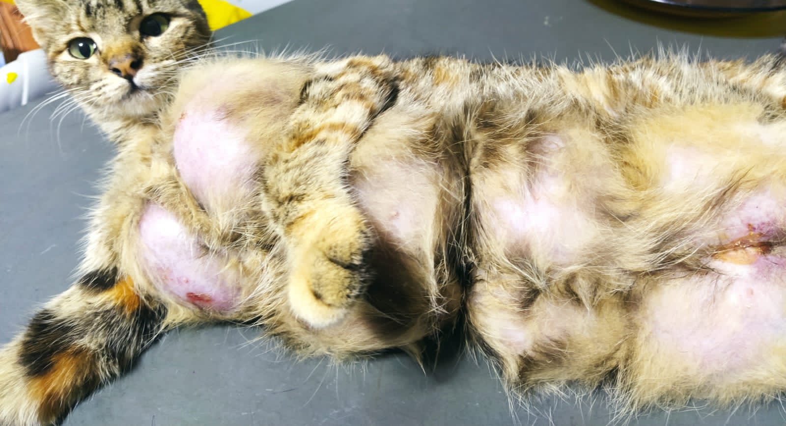 Gata precisa de cirurgia urgente e dona faz apelo em Patos-PB