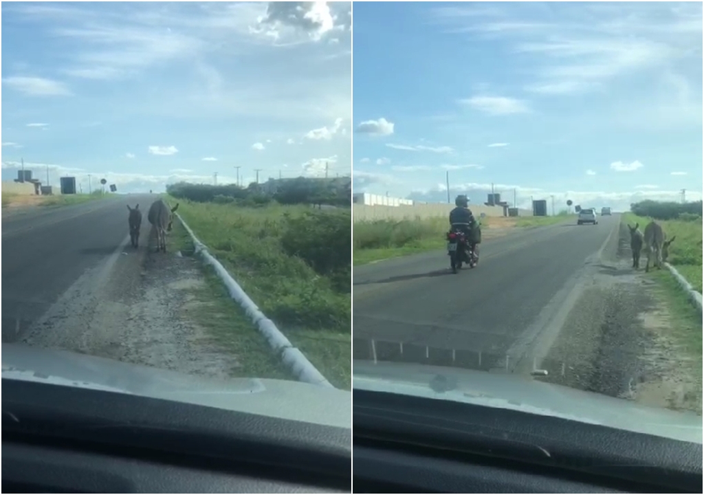 Patosonline.com flagra animais soltos na pista de rolamento da BR-361, em Patos, na tarde desta segunda-feira (15). VÍDEO