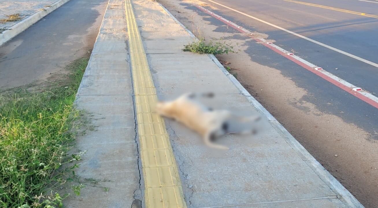 Populares pedem remoção de cadáver de cachorro que está na calçada da Alça Sudeste, em Patos, desde ontem; Secretaria de Serviços Públicos diz que a remoção será feita
