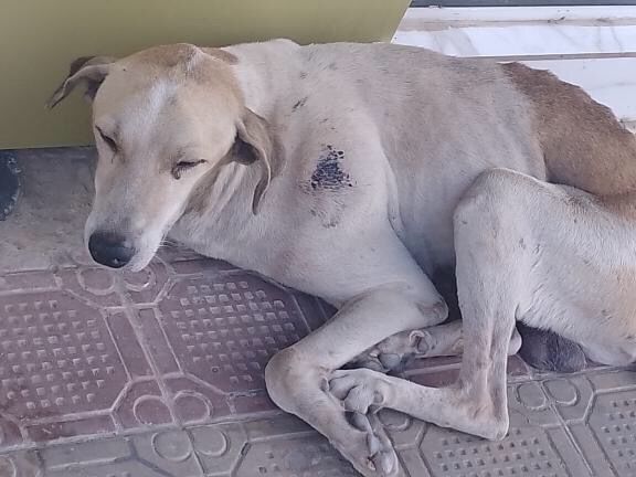 Internauta pede ajuda para cão de rua ferido que está debilitado no Centro de Patos