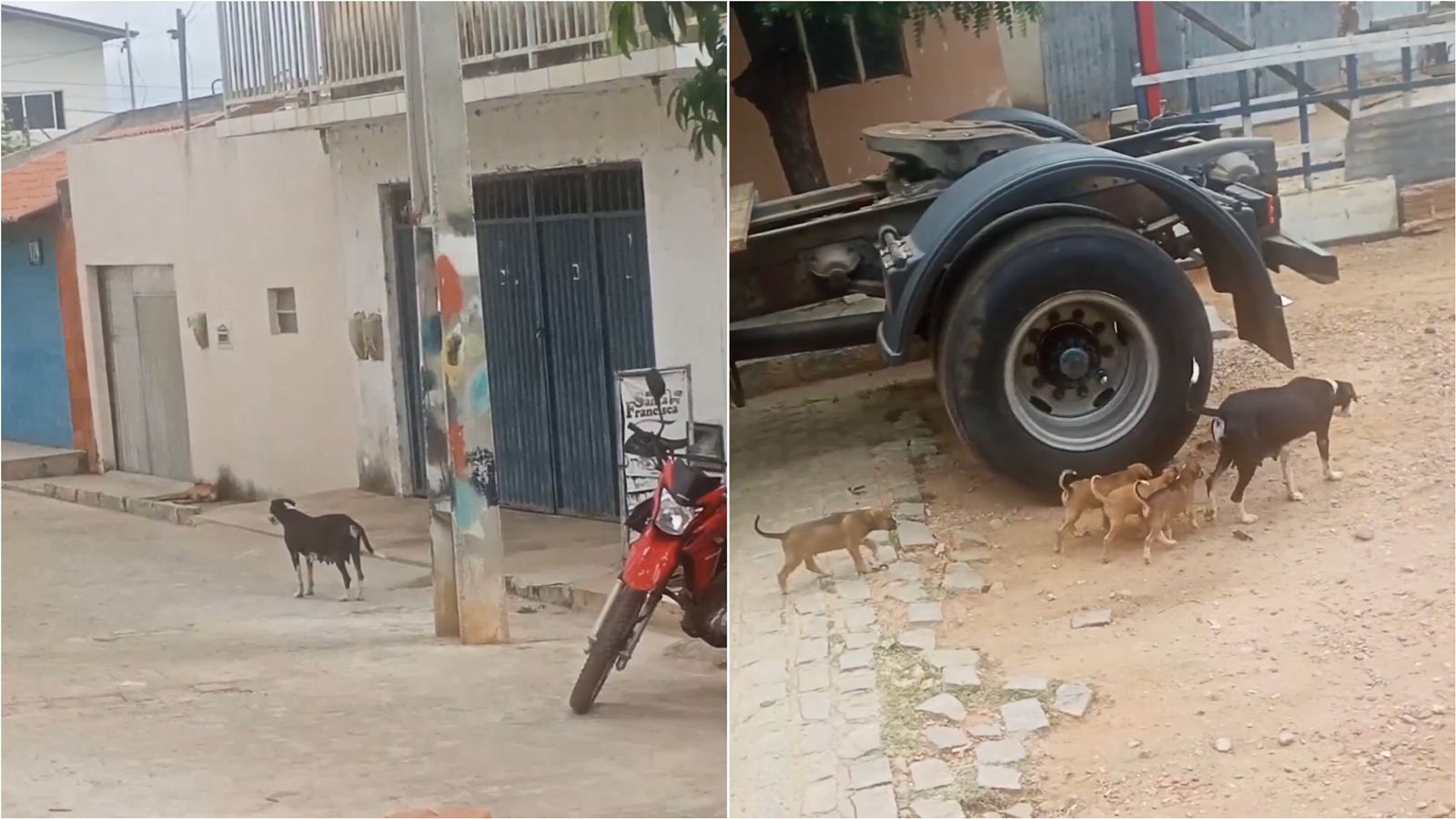 Internauta volta a relatar que cadela de rua está mordendo moradores na Vila Mariana, em Patos, e cobra providências