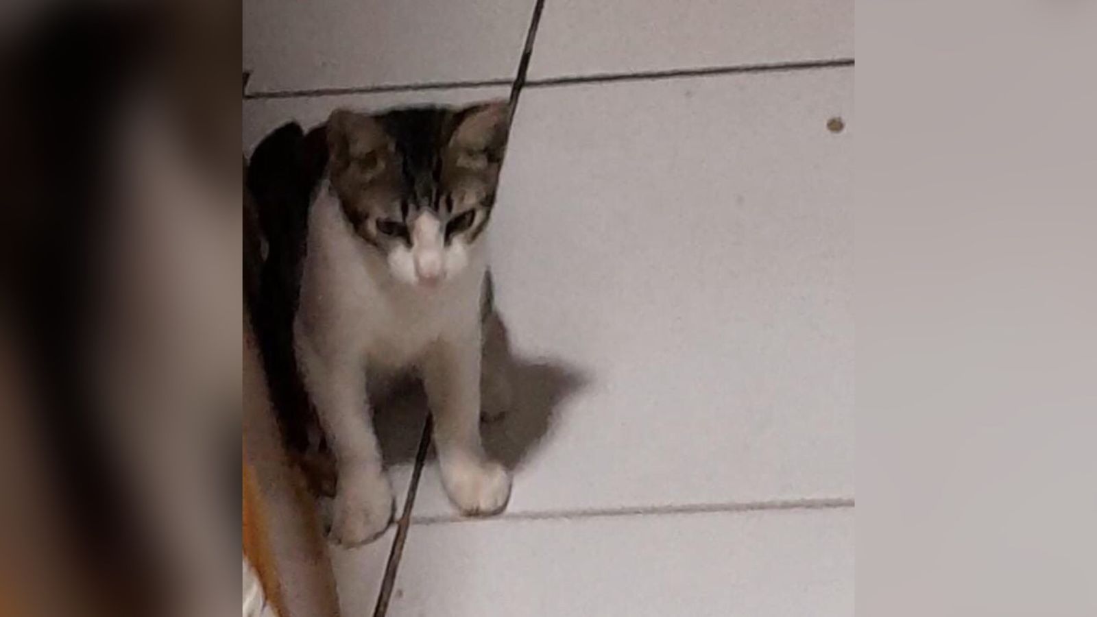 Internauta procura gato de estimação que está desaparecido desde esta sexta-feira (26), em Patos
