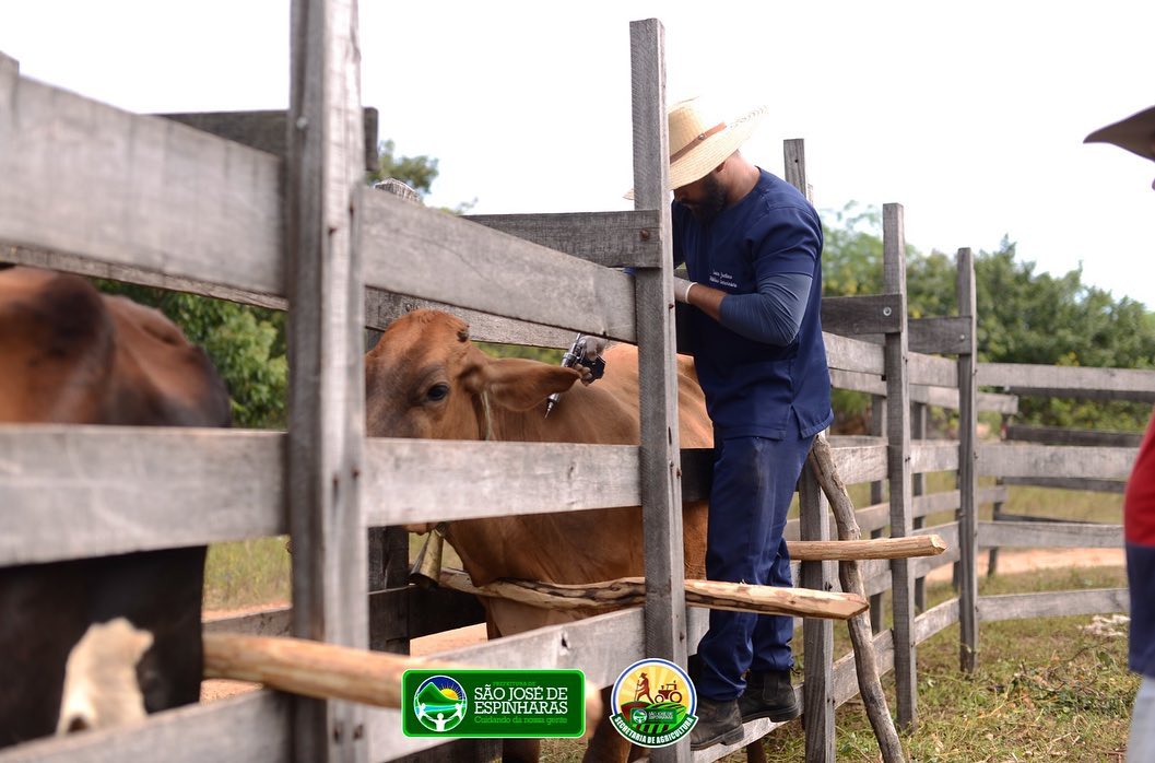 Vacinação contra Febre Aftosa é realizada com sucesso em São José de Espinharas
