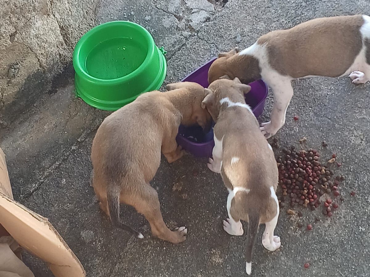 Abandono em Patos: Filhotes de cachorro são encontrados em estado de vulnerabilidade no bairro Monte Castelo