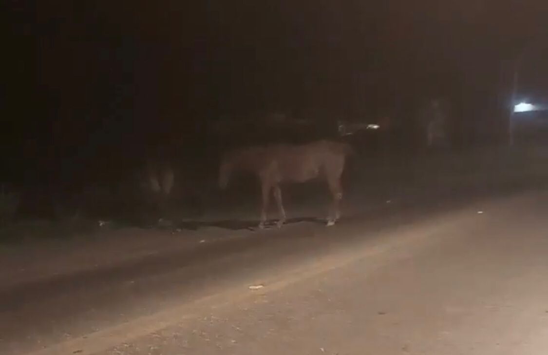 Velho problema: internauta flagra animais às margens da BR-361, no bairro Bivar Olinto. VÍDEO