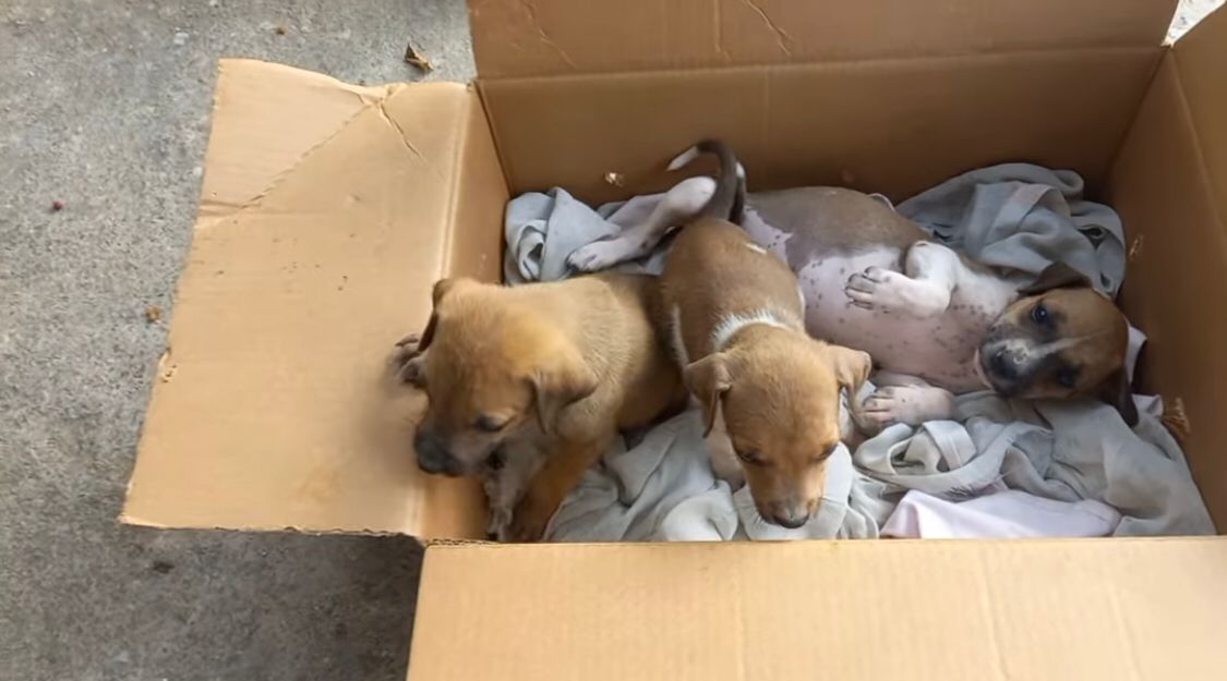 Após apelo de moradora, Sargento Patrian realiza resgate de cães filhotes no bairro Monte Castelo. VÍDEO