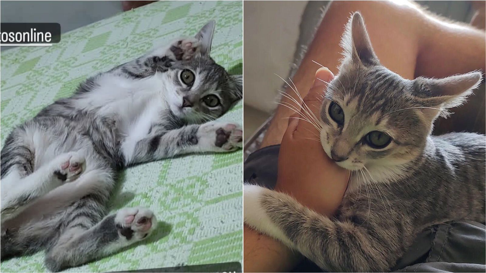 Internauta procura gatinha de estimação desaparecida desde a manhã de ontem (29), em Patos