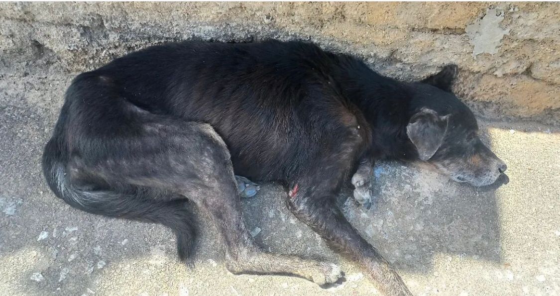 Moradores do distrito de Santa Gertrudes fazem apelo para salvar cão de rua que se encontra ferido e debilitado