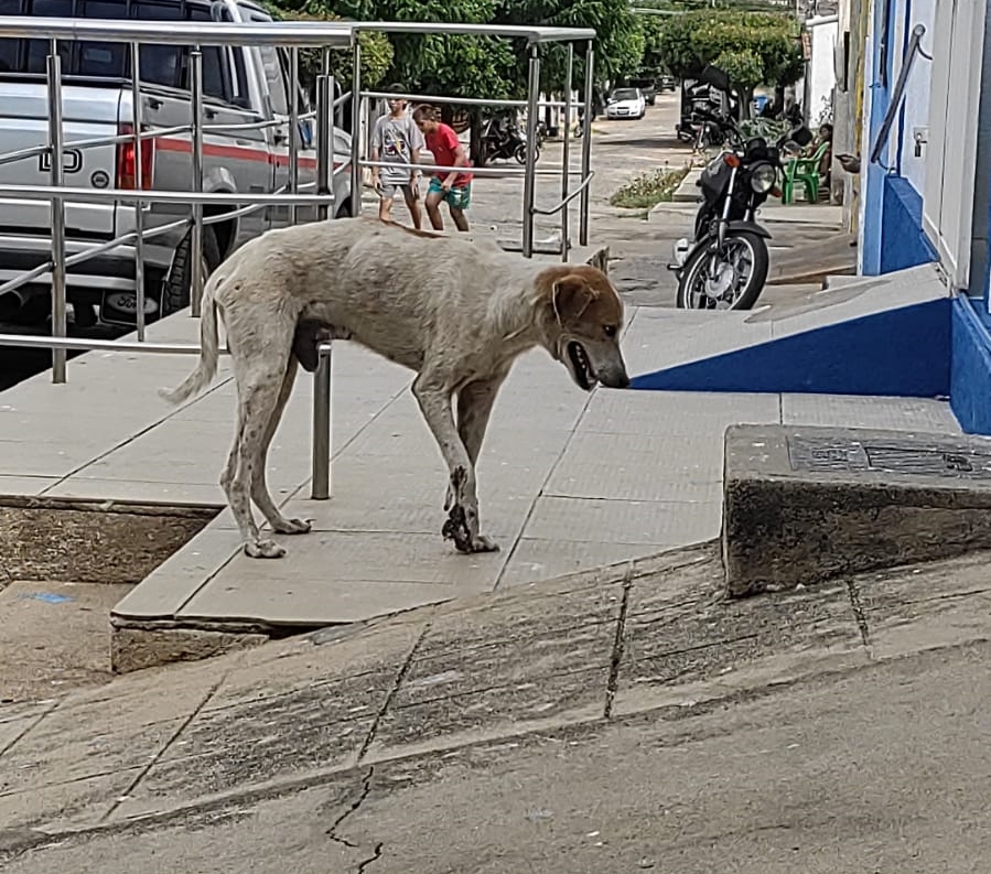 Em Patos: Cachorro de rua é atropelado, fica ferido e cidadã faz apelo e clama por ajuda. Veja