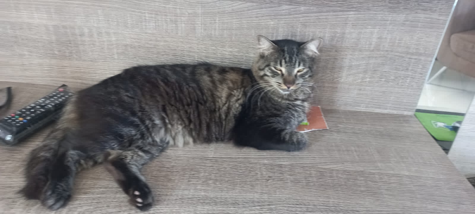 Patoense procura gato de estimação que está desaparecido desde a manhã desta quinta-feira (08)