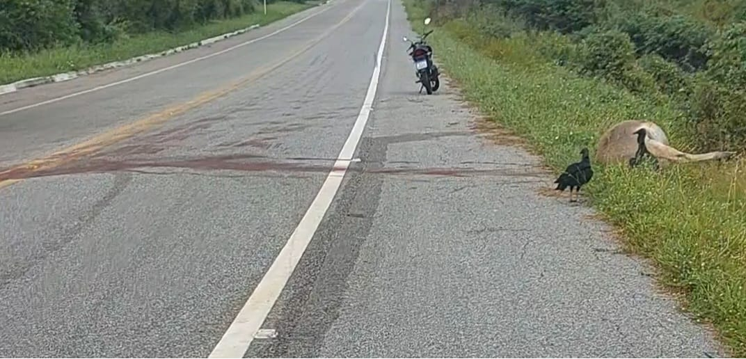Colisão entre carro e animal na pista é registrada na manhã deste sábado (10), na BR-426, no Vale do Piancó