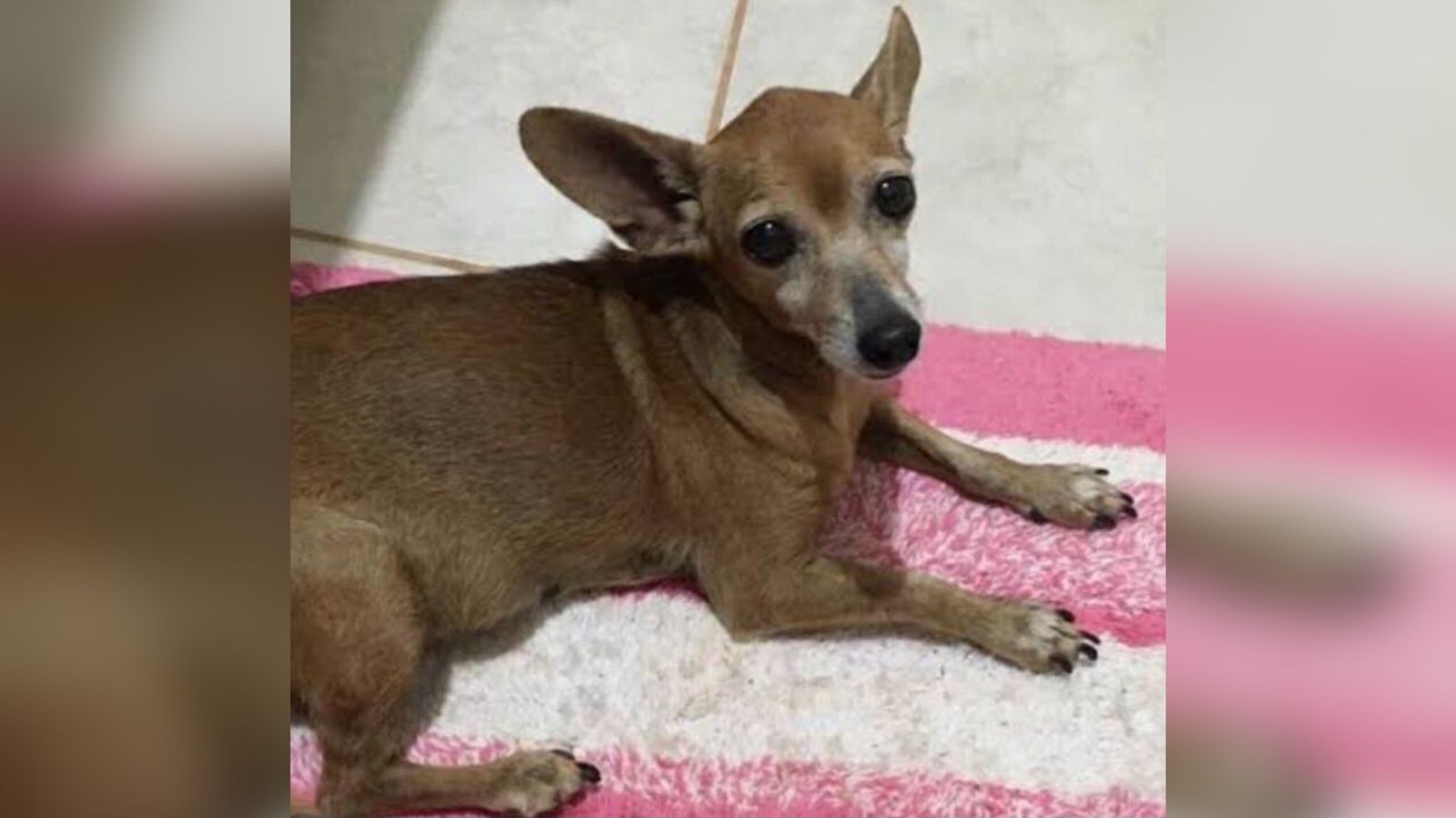 Família oferece recompensa para quem encontrar cadela idosa da raça pinscher que está desaparecida em Patos