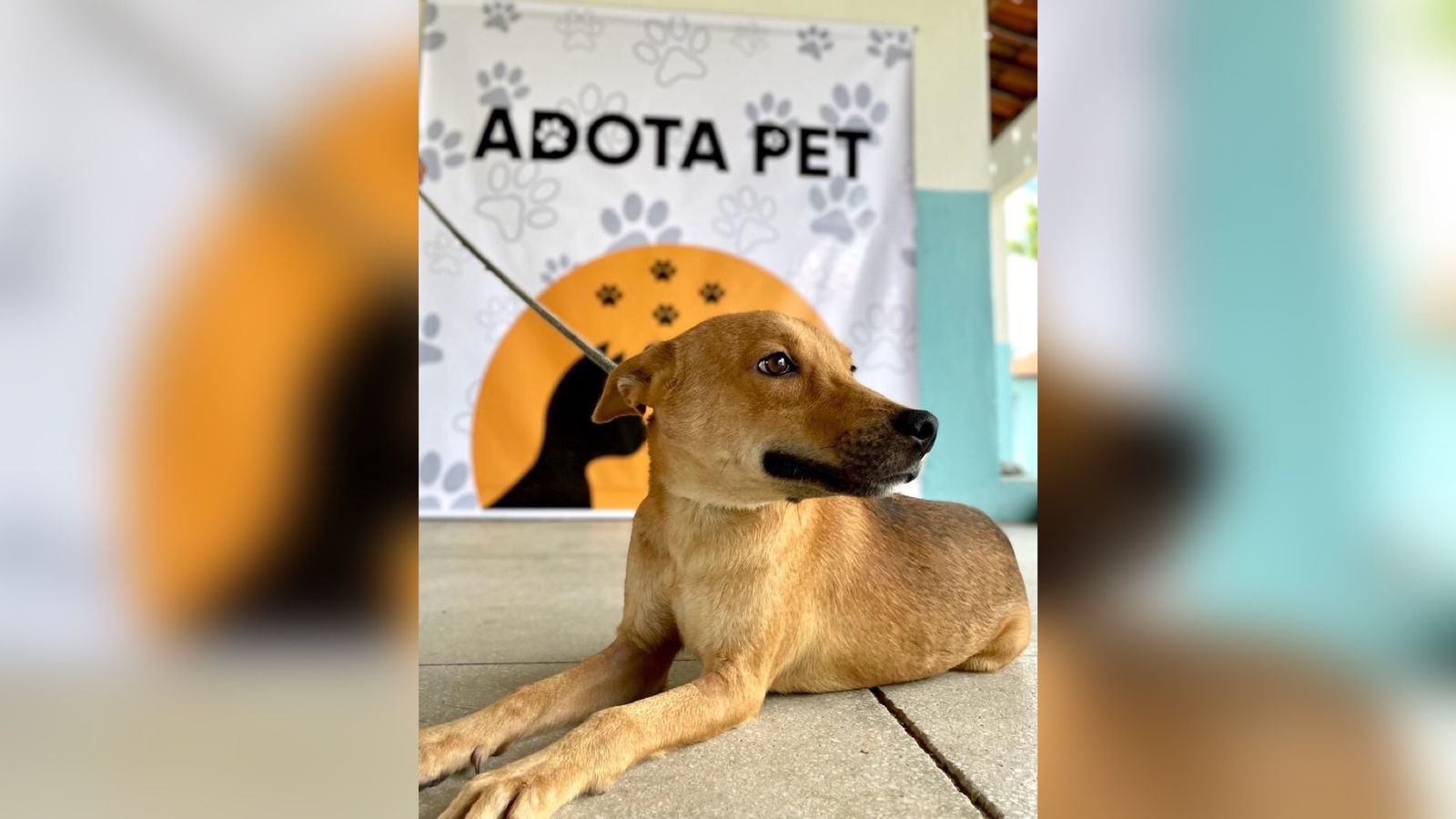Programa Adota PET incentiva adoção responsável de animais em Patos