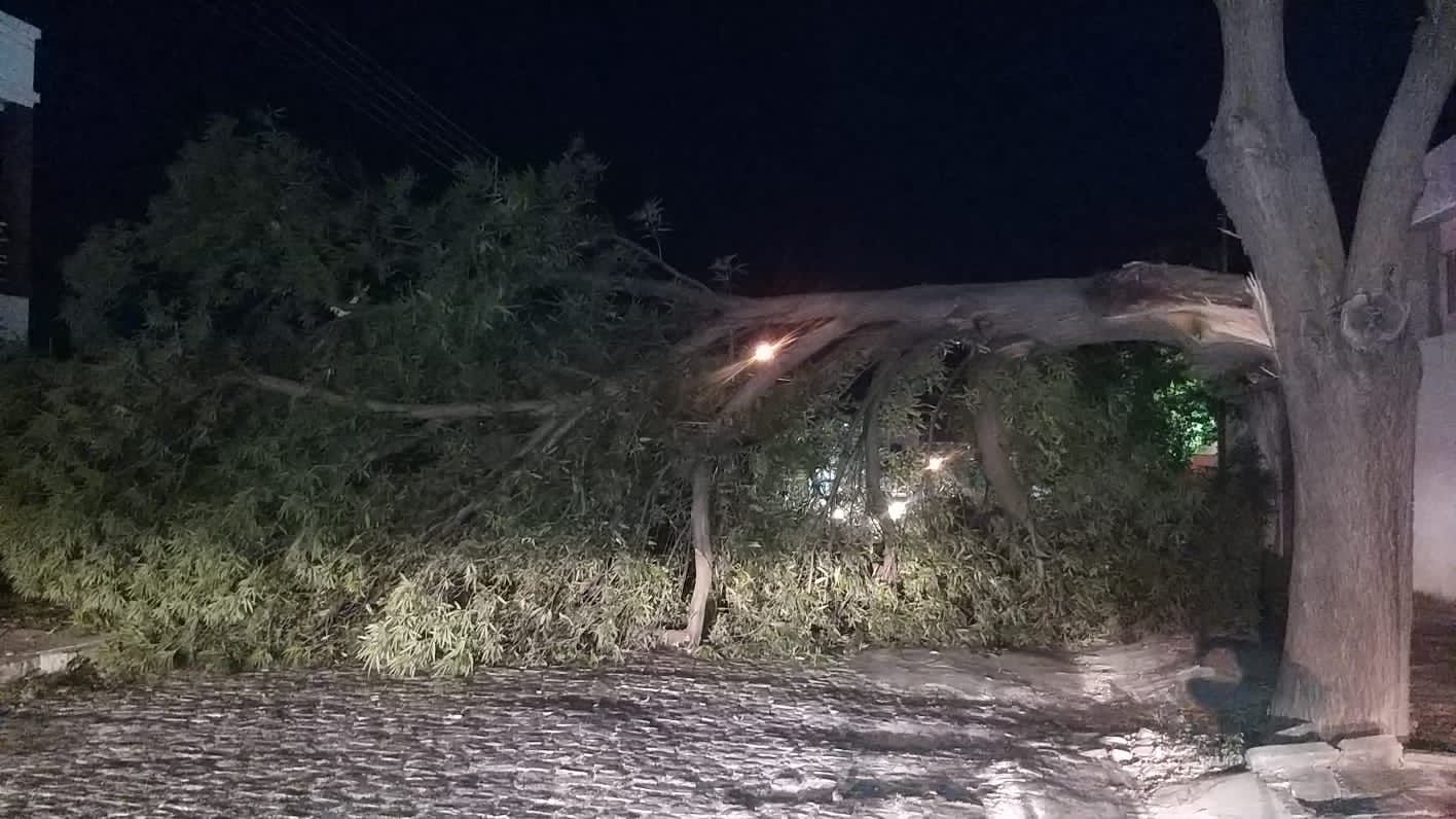 Secretária de Meio Ambiente esclarece queda de galho de árvore em Patos. Ouça