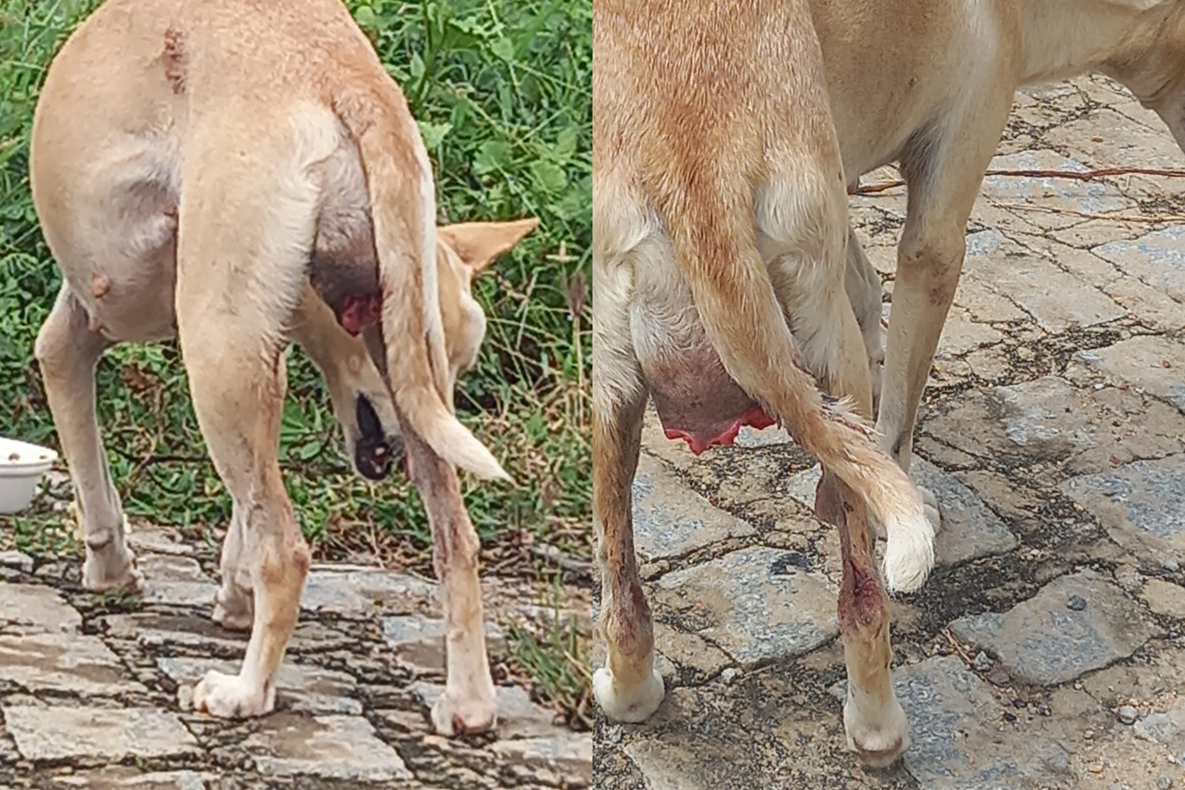Internauta cobra assistência a cadela que está com ferimentos na cebeça e próximo as patas, no Luar de Angelita, em Patos