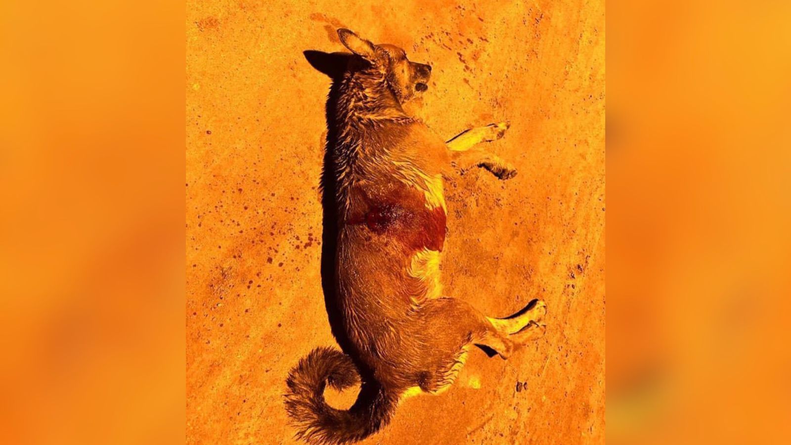 Maus-tratos: cachorro de rua é morto a tiros na noite desta quinta-feira (15), no Loteamento Geraldo Carvalho, em Patos