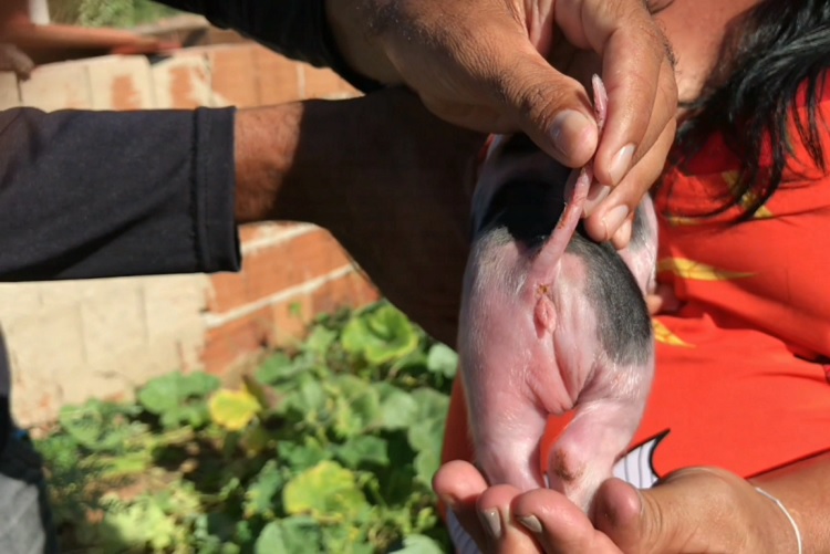 No Vale do Piancó: filhote de porco nasce com dois sexos e veterinário explica caso raro