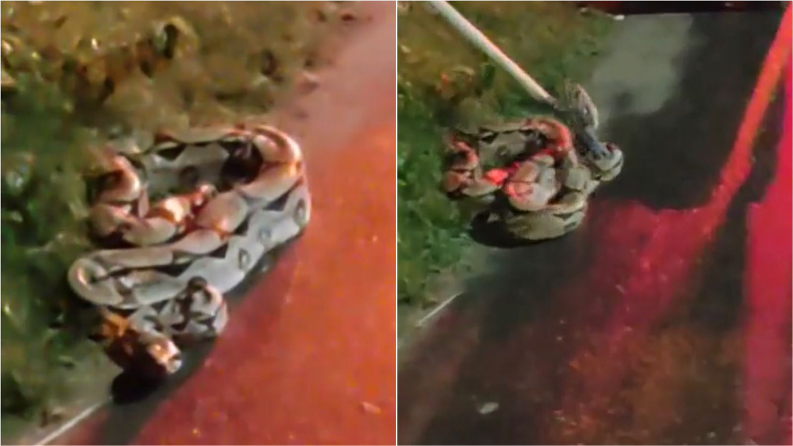 Corpo de Bombeiros realiza resgate de cobra jiboia que estava às margens de via pública no bairro Jatobá. VÍDEO