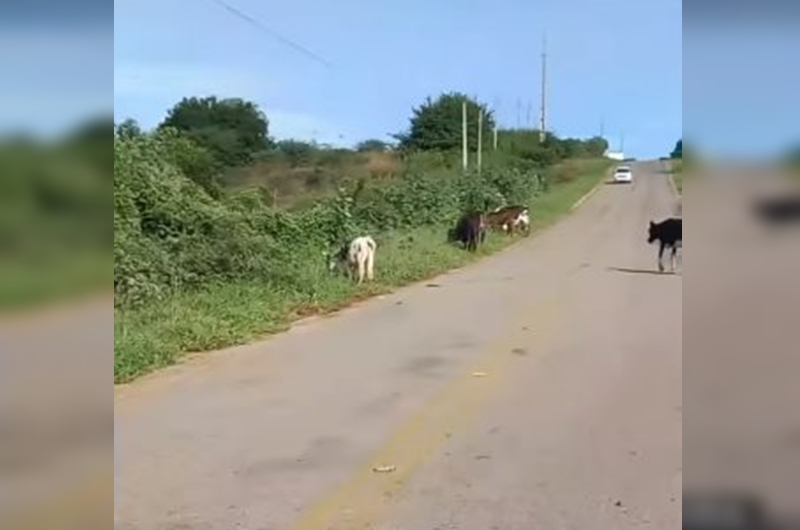 Grupo prepara manifestação contra soltura de animais em rodovias, em Itaporanga
