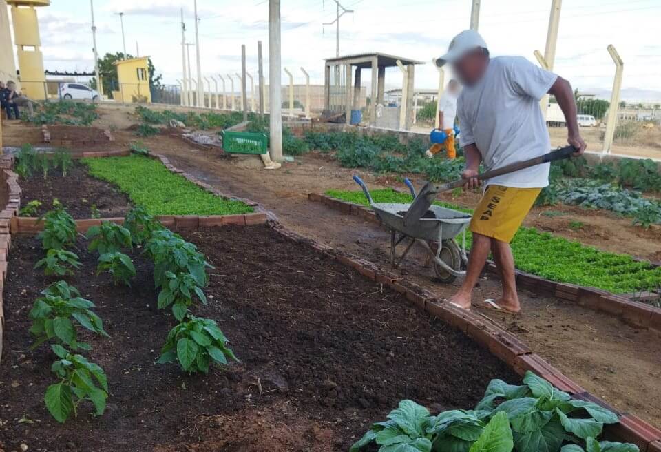 Diretor da Penitenciária Padrão de Patos comemora doação de hortaliças e ressalta importância de projeto com educandos. Ouça