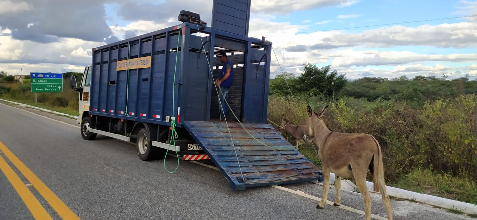 Animais recolhidos: Polícia Rodoviária Federal segue realizando a Operação Pista não é Pasto