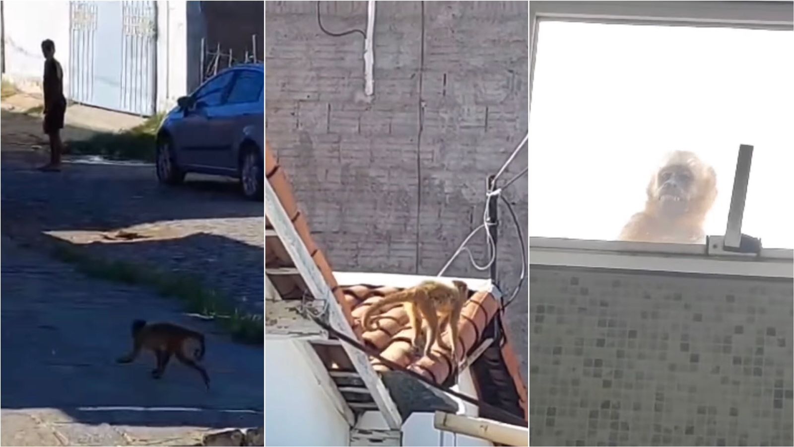 Macaco-prego viraliza nas ruas de Patos e é flagrado espiando pela janela dos banheiros das casas; veja vídeo