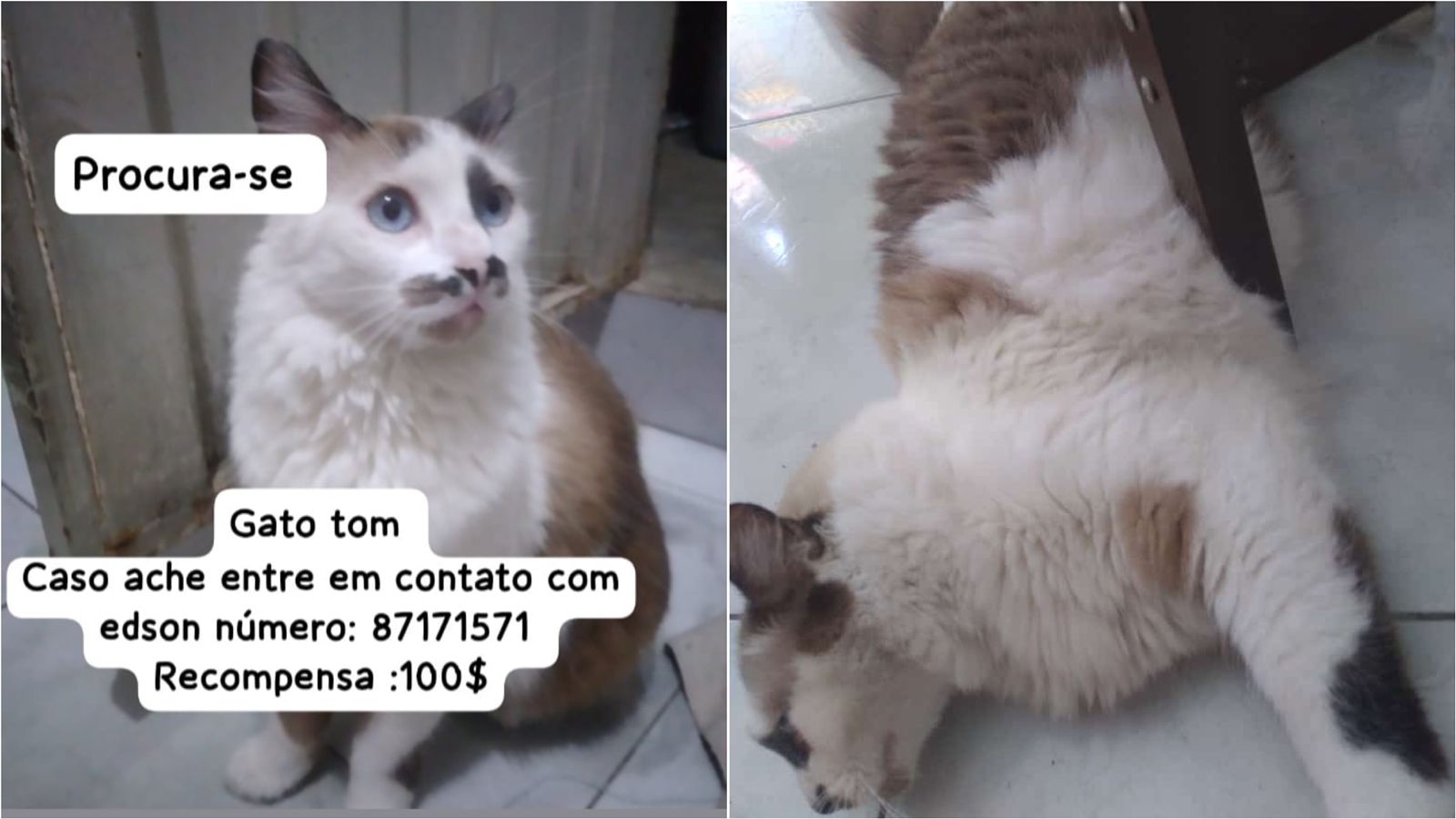 Família procura gato de estimação que está desaparecido em Patos e oferece recompensa para quem encontrar