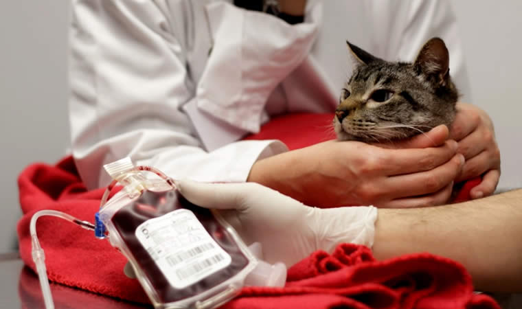 Internauta sugere criação de Banco de Sangue Animal em Patos. Veja os motivos  