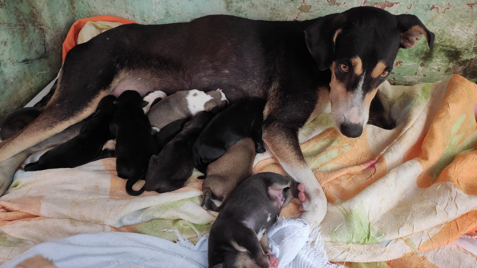 Em Patos: Cuidadora busca ajuda para encontrar lares adotivos para filhotes de cachorrinha de rua