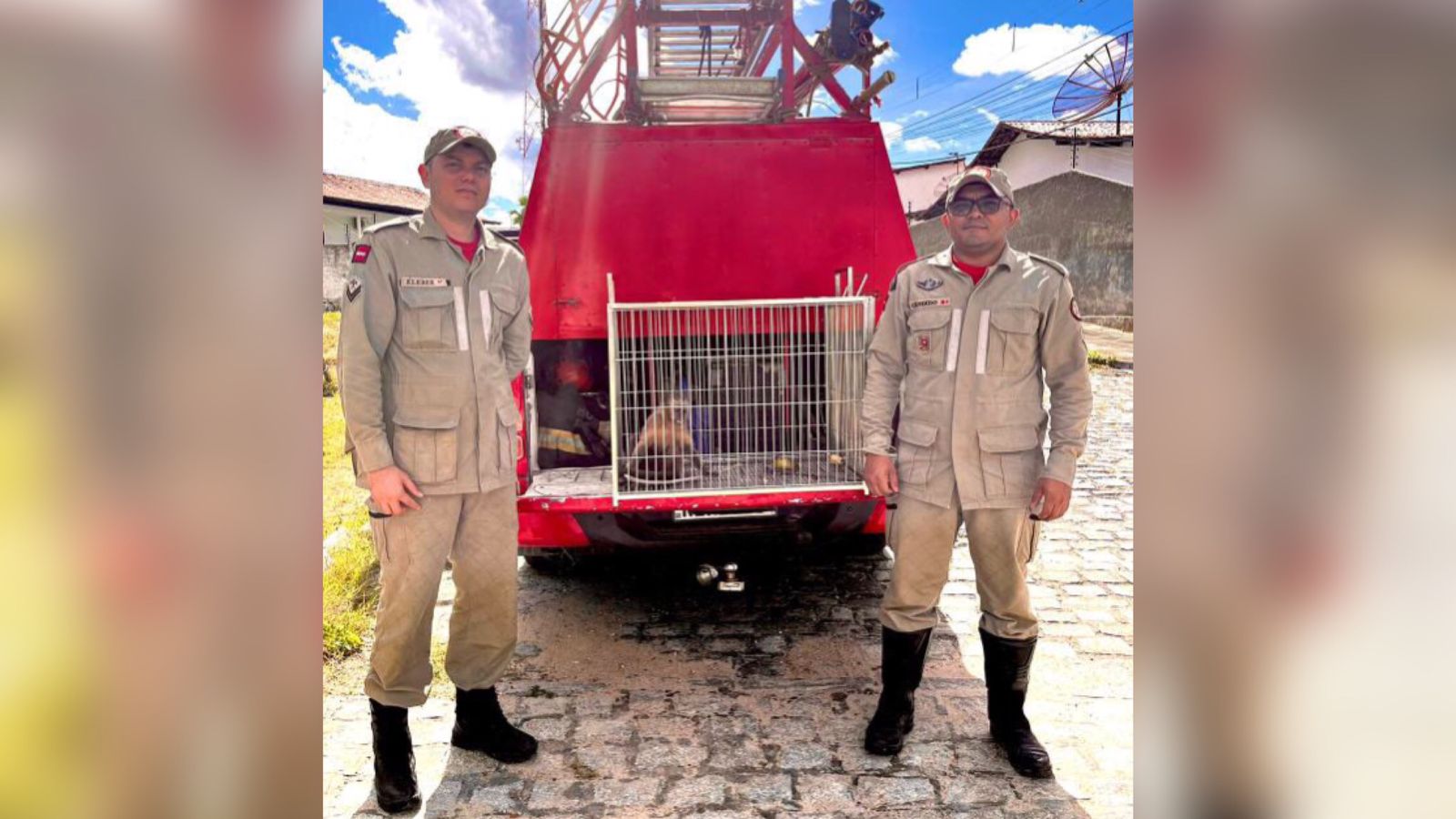 Macaco-prego que estava solto pelas ruas de Patos é capturado pelo Corpo de Bombeiros neste domingo (02)