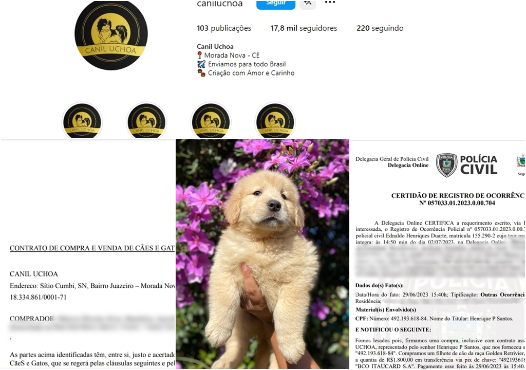 Família patoense cai no golpe do Pet e perde R$1.800,00. Veja para não acontecer com você