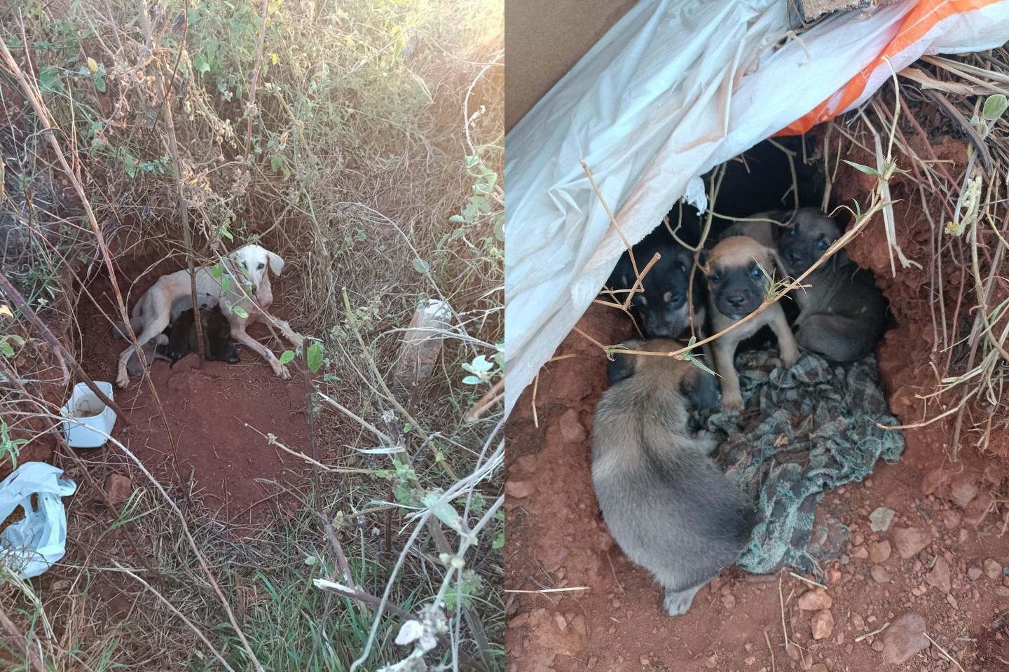 Internauta faz campanha de doação para filhotes de cães que estão no Loteamento Cidade do Sol, às margens da Alça Sudeste, em Patos