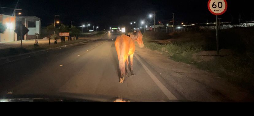 Animais na BR-361 representam grave perigo para motoristas e requer ação imediata das autoridades