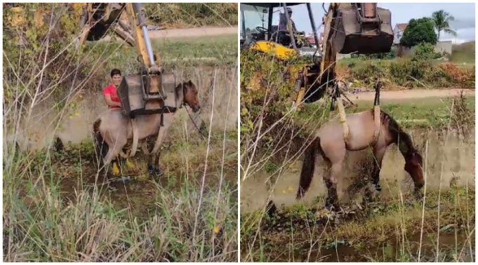 Cavalo que caiu no Canal do Frango é retirado pelo Corpo de Bombeiros com apoio de retroescavadeira; veja vídeo