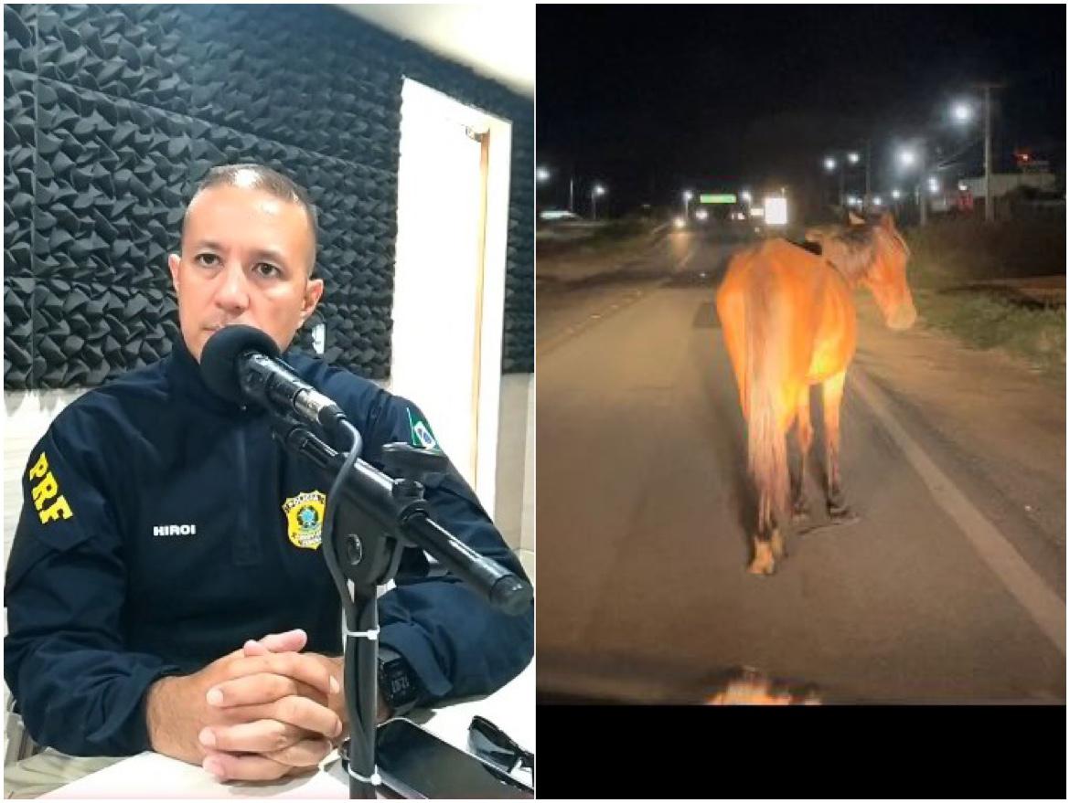 Inspetor da PRF alerta aos donos de animais encontrados às margens das rodovias sobre penalidades e operação 