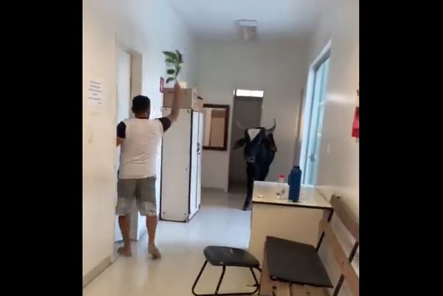 Boi invade unidade de saúde e assusta funcionários; veja vídeo