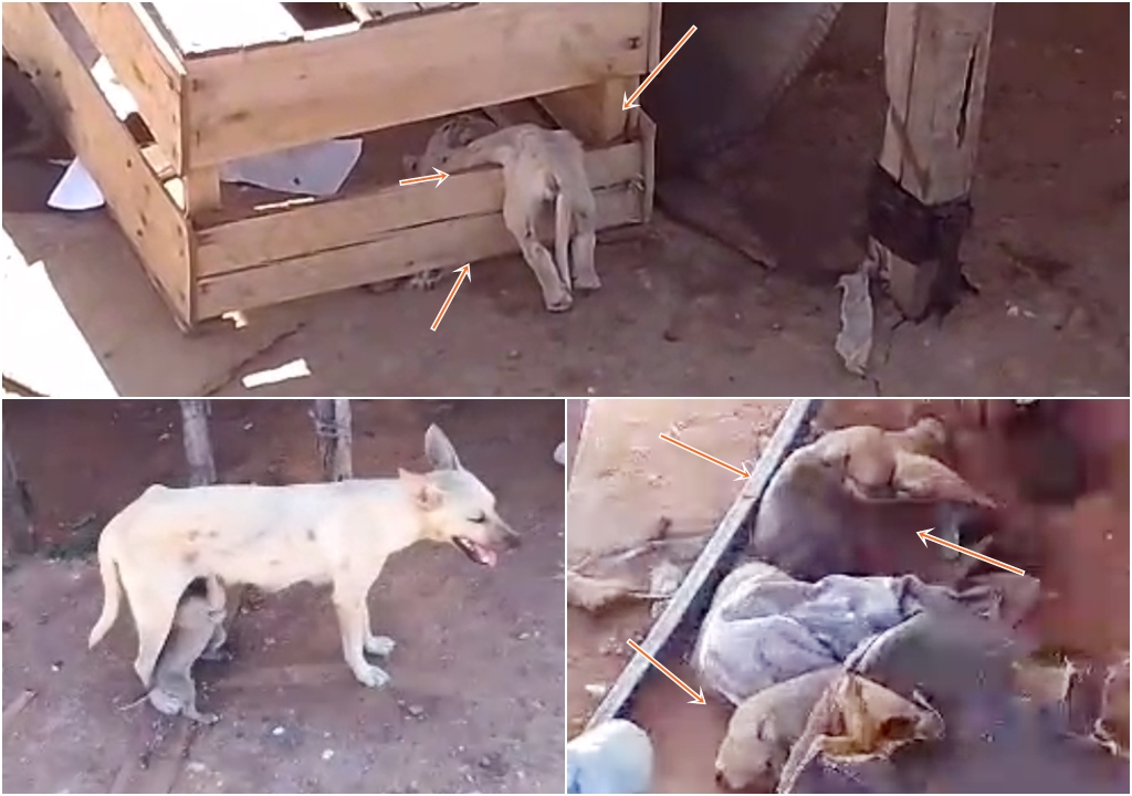 Imagens mostram filhotes de cães debilitados e passando fome no antigo lixão de Patos. VÍDEO 