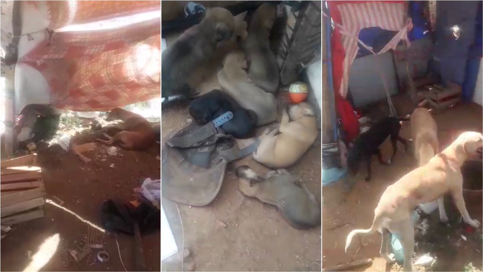 Catadores mostram situação de cães abandonados no antigo lixão de Patos e pedem solução para a problemática; veja vídeo