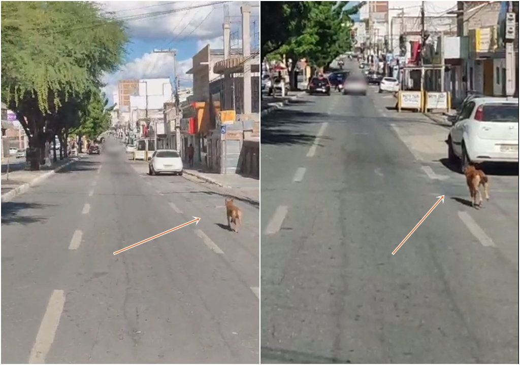 Vereador diz que cachorro foi abandonado em via pública de Patos e usa redes sociais para fazer apelo. Veja