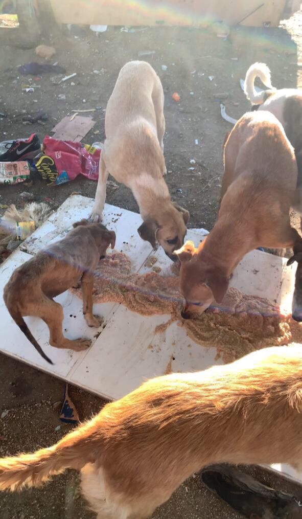 Protetores se unem e levam alimentos para cães abandonados no antigo lixão de Patos; campanha solidária foi criada