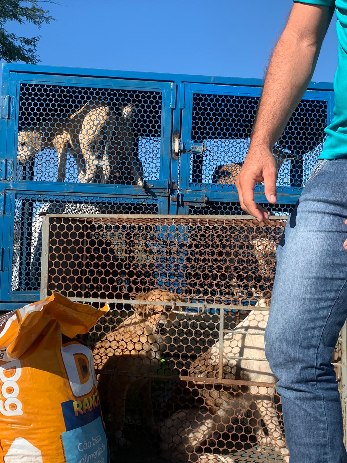 Coordenadora do Canil Municipal fala sobre ações no antigo lixão de Patos e diz que 7 cadelas foram recolhidas para castração; protetores pedem apoio da população com doações