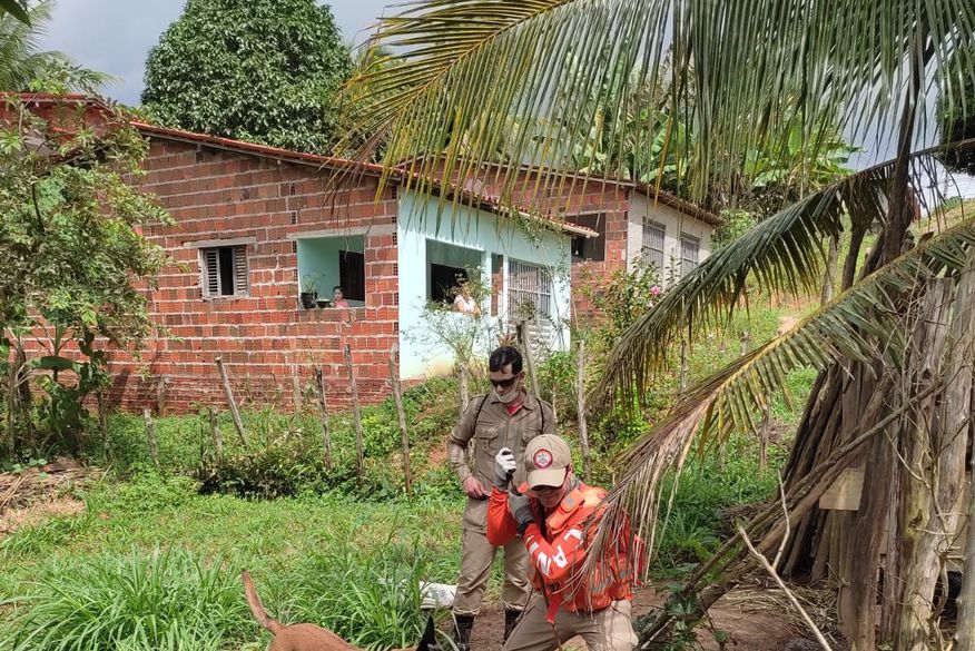 Caso Sophia: polícia e bombeiros continuam buscas mesmo após desativação de força-tarefa em escola