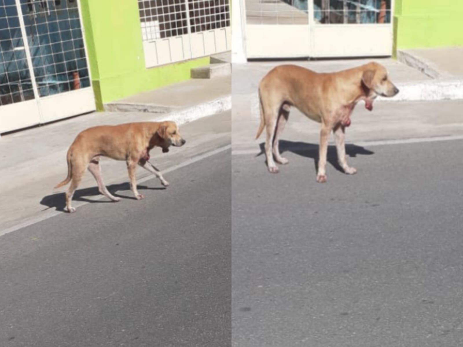 Internauta procura Patosonline.com e faz relato de cão ferido e sangrando pelas ruas de Patos; ela pede ajuda