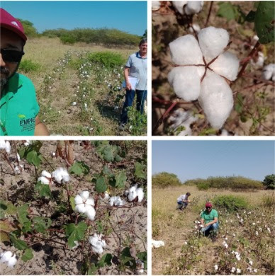 Prefeitura de São Mamede apoia EMPAER no Projeto de retomada do cultivo do Algodão no município