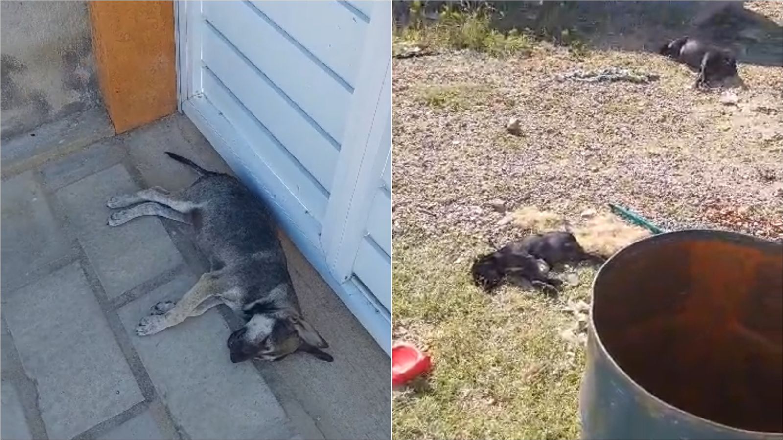 Morador denuncia envenenamento de cães de rua no Luar de Carmem Leda, em Patos; veja vídeo