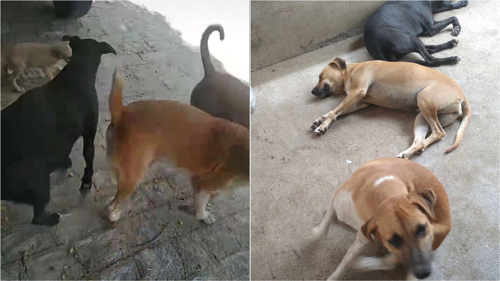 Moradora de Patos faz apelo por ajuda para cuidar de cães de rua doentes, no bairro Noé Trajano