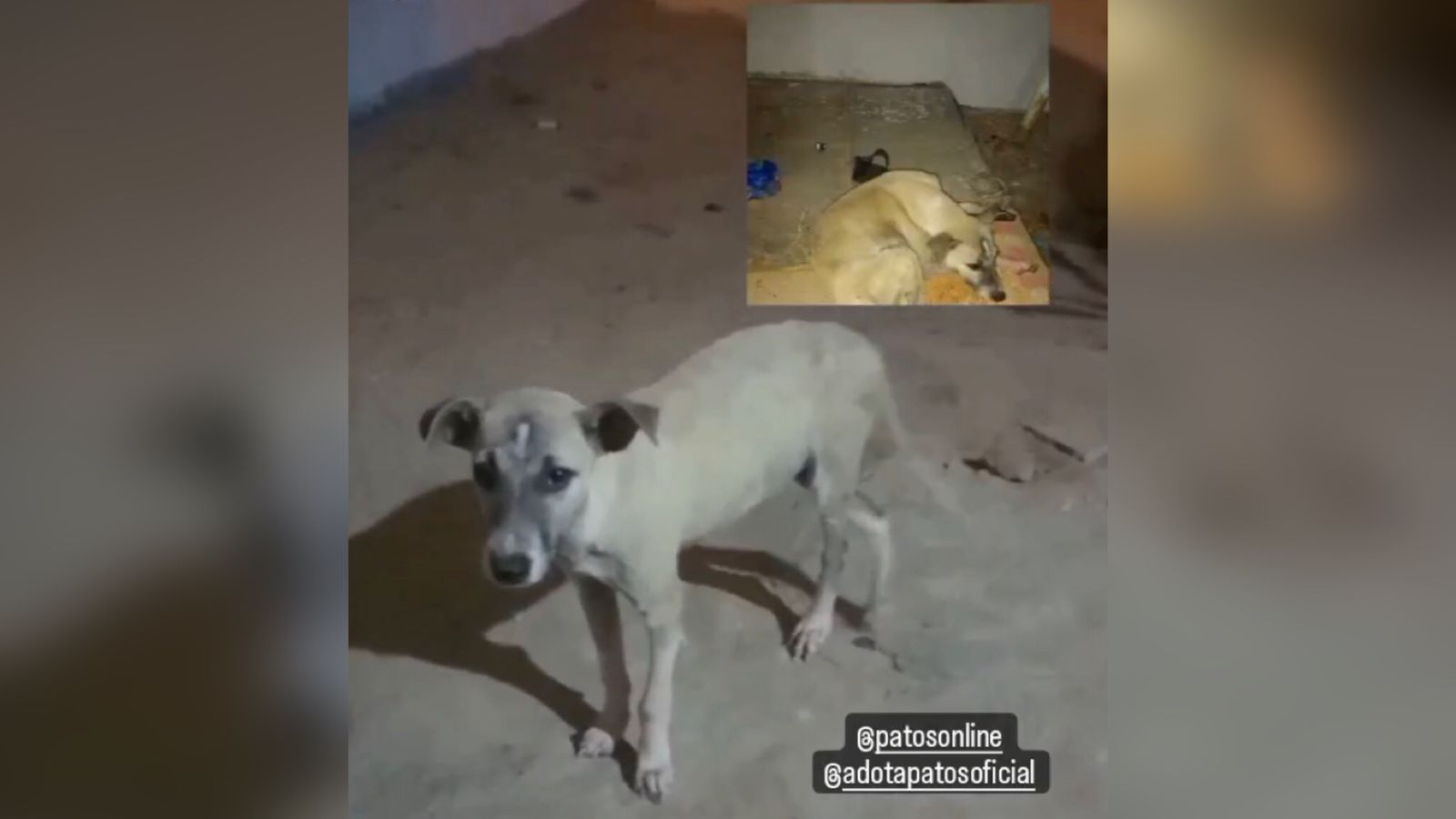Moradora do bairro da Maternidade denuncia envenenamento de cães de rua e pede ajuda para animal machucado
